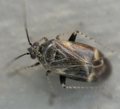 Plagiognathus obscurus