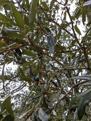 Belonocnema treatae
