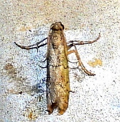 Cacotherapia flexilinealis