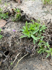 Epilobium parviflorum
