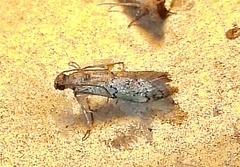 Cacotherapia flexilinealis