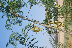 Gleditsia