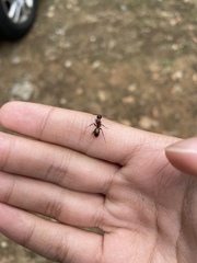 Camponotus americanus