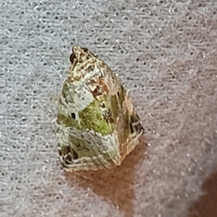 Maliattha synochitis