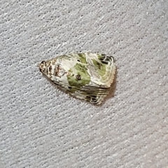 Maliattha synochitis