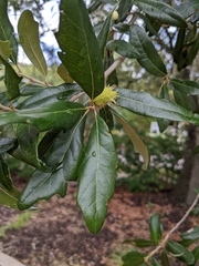 Andricus quercusfoliatus