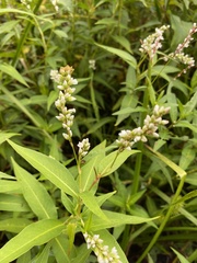 Persicaria hydropiperoides