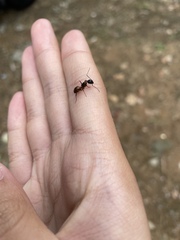 Camponotus americanus