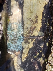 Anthopleura