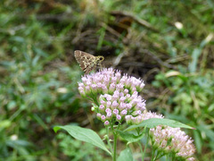 Amblyscirtes aesculapius