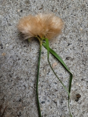 Eriophorum virginicum