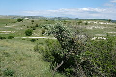 Pyrus elaeagrifolia