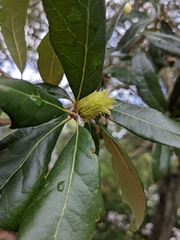 Andricus quercusfoliatus
