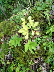 Lonicera alpigena