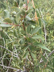 Salix bebbiana