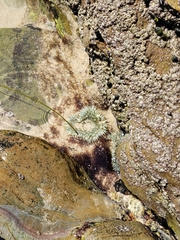 Anthopleura