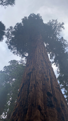 Sequoiadendron giganteum