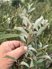 Salix bebbiana