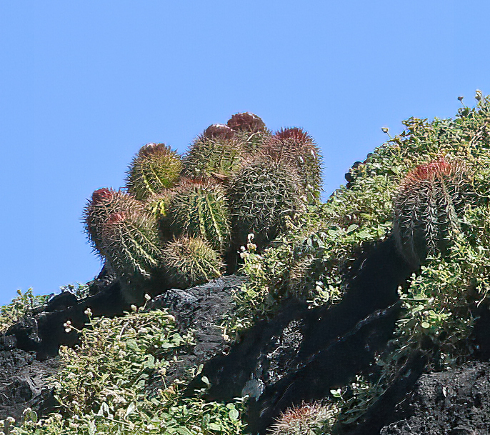 Melocactus broadwayi