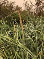 Leymus mollis