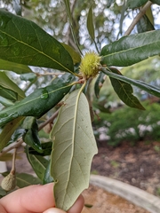 Andricus quercusfoliatus