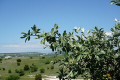 Pyrus elaeagrifolia