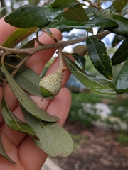 Andricus quercusfoliatus