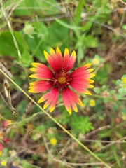 Gaillardia pulchella