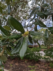 Andricus quercusfoliatus