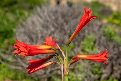 Zephyranthes phycelloides