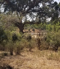 Ephippiorhynchus senegalensis