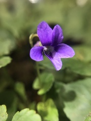 Viola riviniana