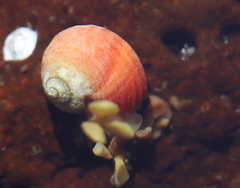 Littorinoidea