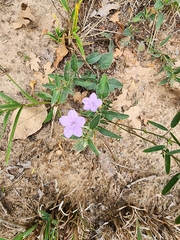 Ruellia humilis