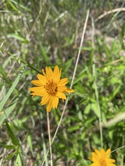 Wedelia hispida
