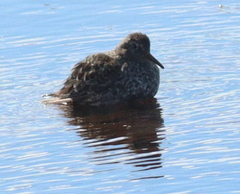 Calidris maritima