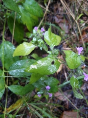 Clinopodium vulgare