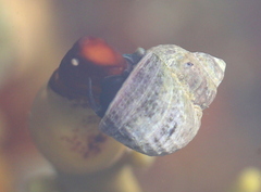 Littorina