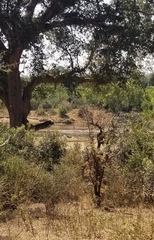 Ephippiorhynchus senegalensis