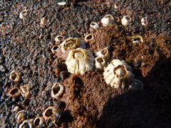 Semibalanus balanoides