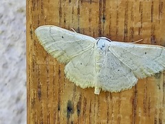 Idaea straminata