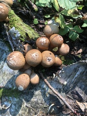 Apioperdon pyriforme