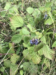 Rubus caesius