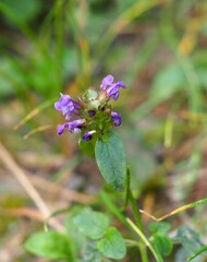 Prunella vulgaris