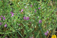 Lythrum californicum