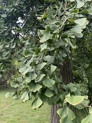 Ginkgo