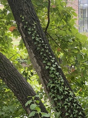 Hedera helix