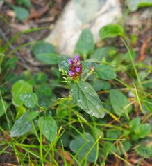 Prunella vulgaris