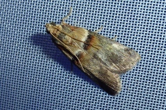 Acrobasis tumidana