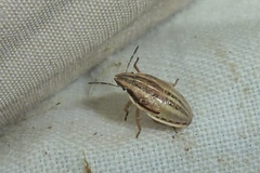 Aelia acuminata